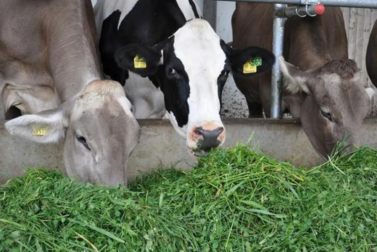 Bildquelle: LVBM, Landesvereinigung der Bayerischen Milchwirtschaft