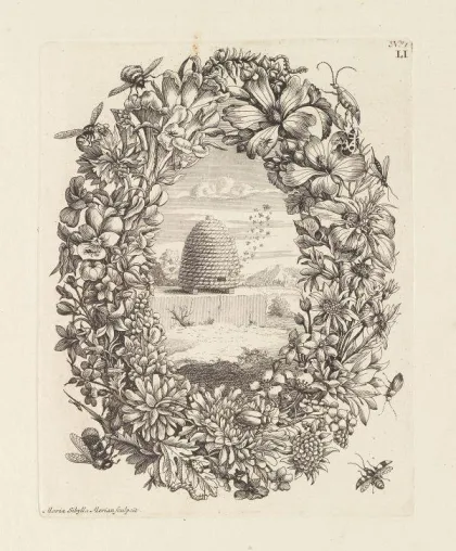 Ketterer Kunst versteigert Maria Sibylla Merians berühmtes Insektenbuch Bild: Ketterer Kunst versteigert Maria Sibylla Merians berühmtes Insektenbuch