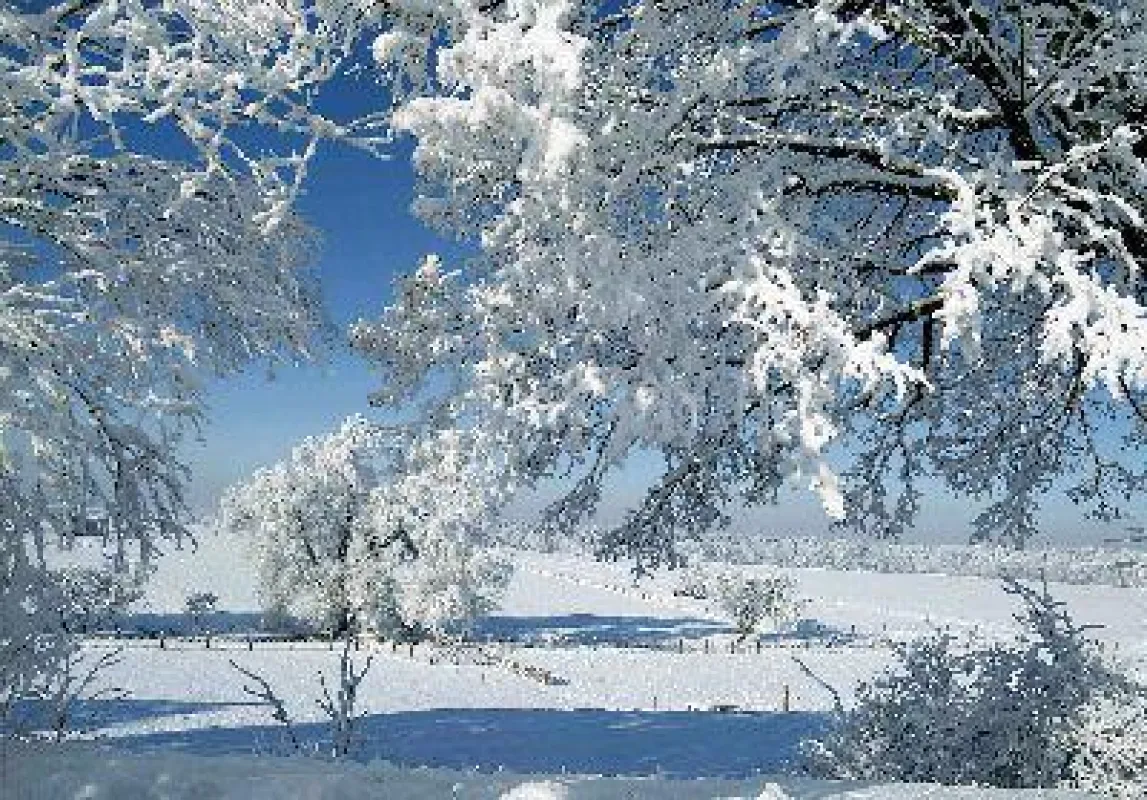 Verschneiter Wald