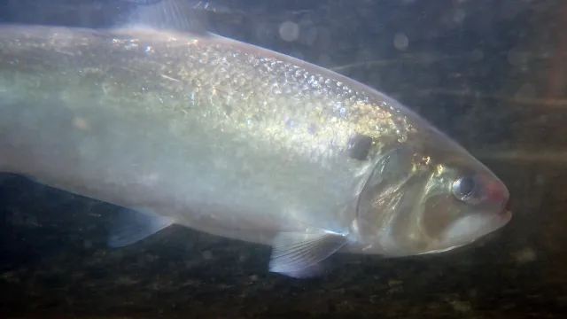 Bild: Rekord bei Maifischen in der Mosel – Rückkehr setzt sich fort