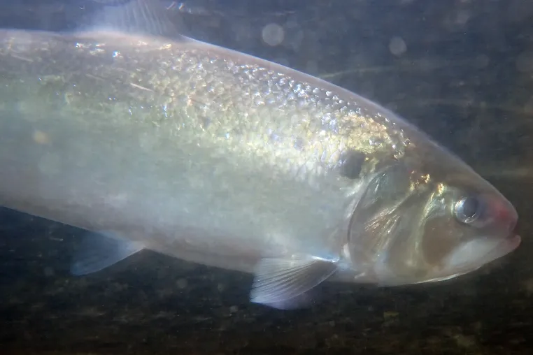 Bild: Rekord bei Maifischen in der Mosel – Rückkehr setzt sich fort