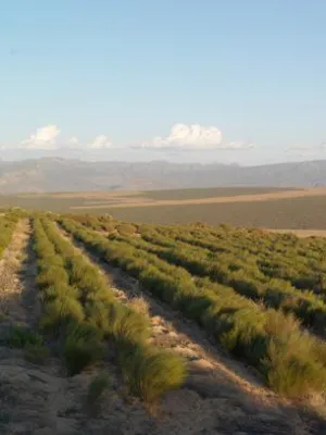 Stellungnahme zum Thema: Rooibos und Klimawandel Bild: Stellungnahme zum Thema: Rooibos und Klimawandel