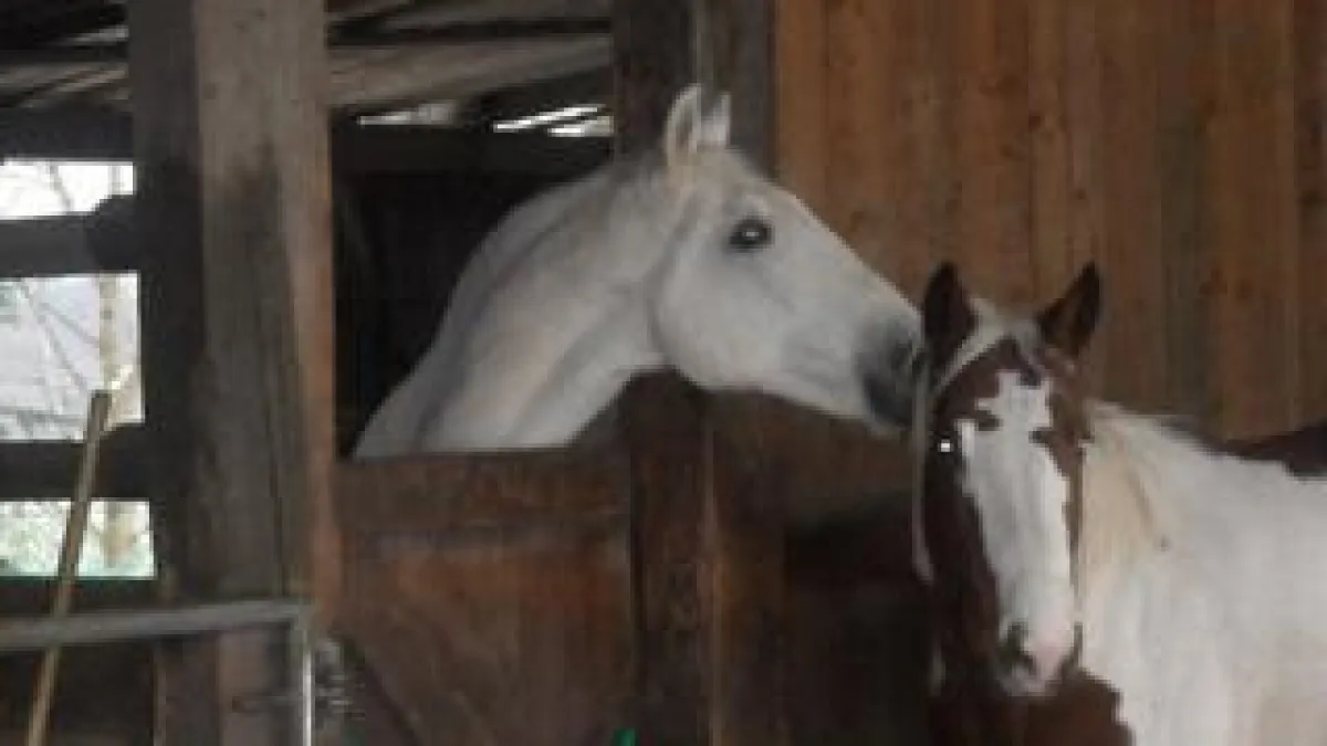 Horsemanship Der neue EPA Fernkurs