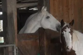 Bild: Fernstudium für Pferdebegeisterte: European Equine Expert/Horsemanship