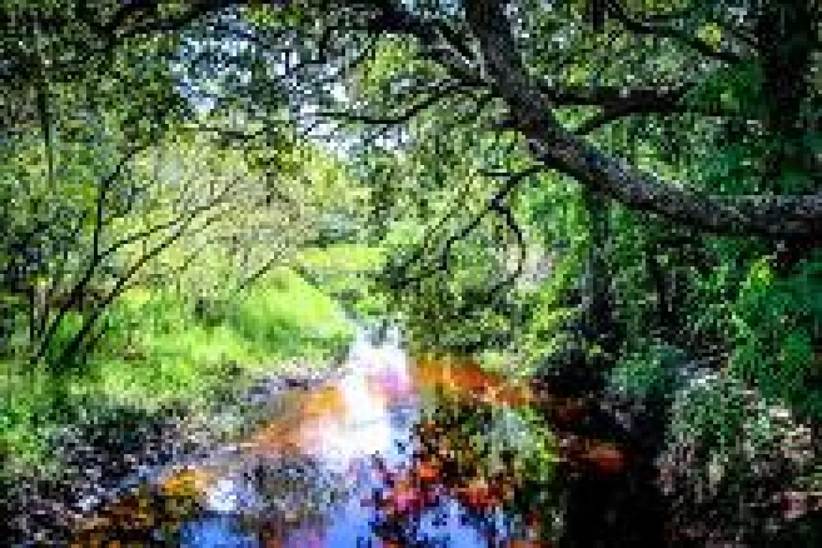Myakka Environmental Park © Courtesy of Visit Sarasota County