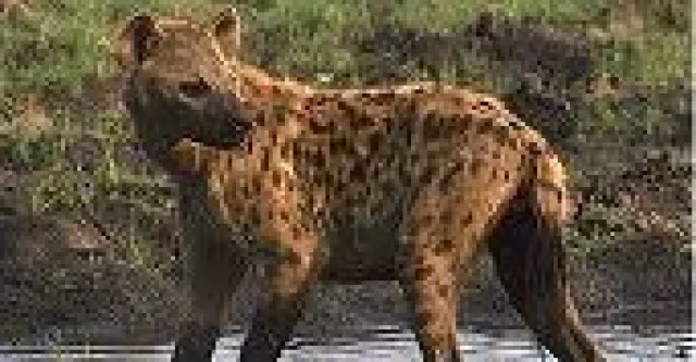 Bild: Schirmherrin für Hyänen - GZFA unterstützt Wildtierprojekt