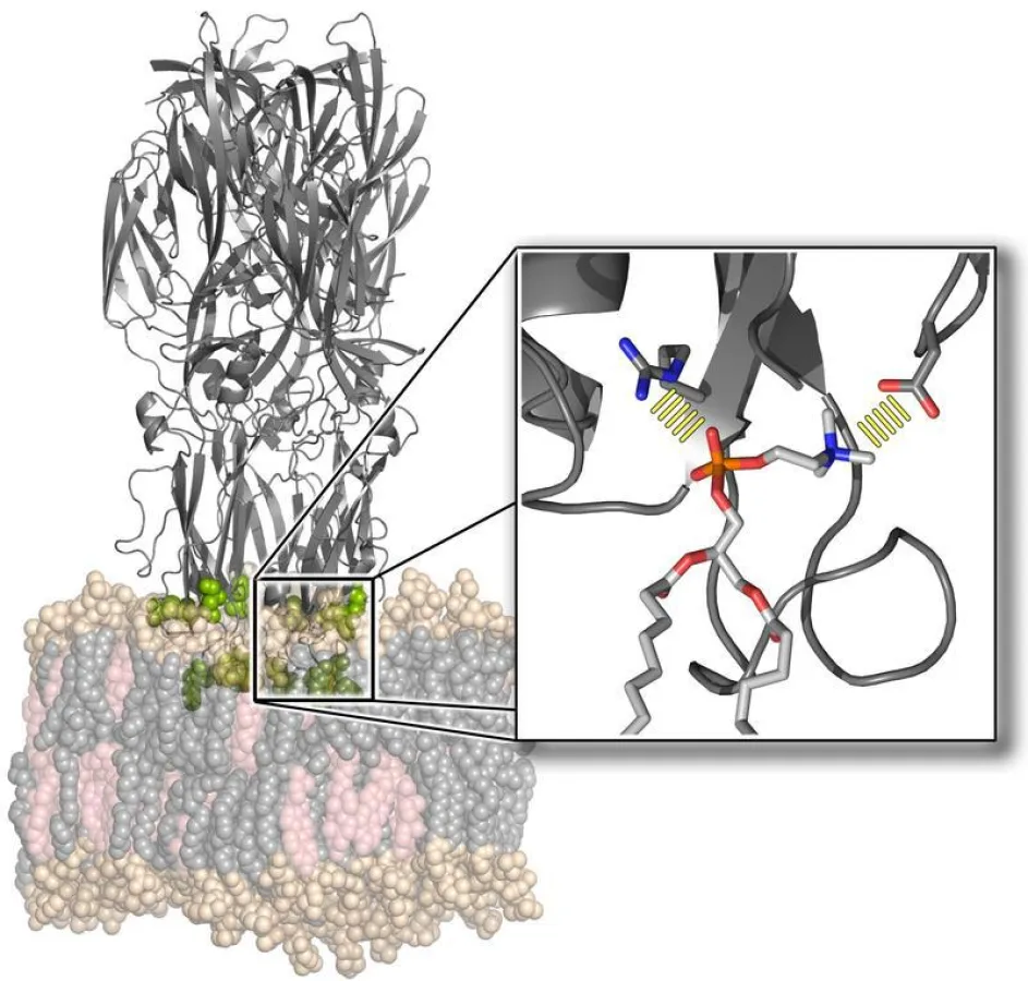 Kristallstruktur des Fusionsproteins Gc des Rifttalvirus (oben) wie es an eine Zellmembran (unten) bindet. (Foto: Universität Göttingen/Jochen Hub)