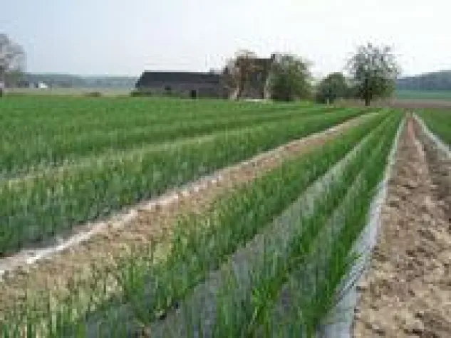 Bild: Gold für Bio-Schalotte