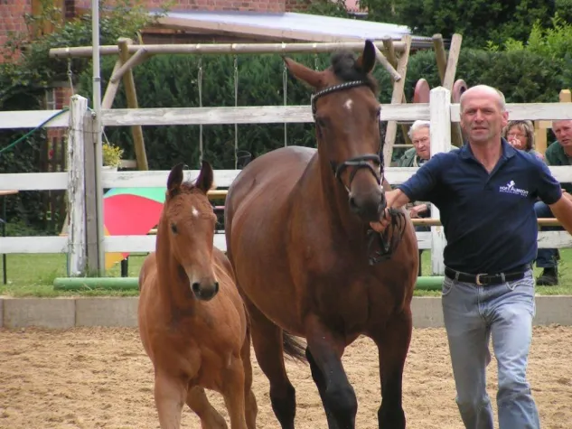 Bild: 7.Elite-Fohlenauktion in Vechta