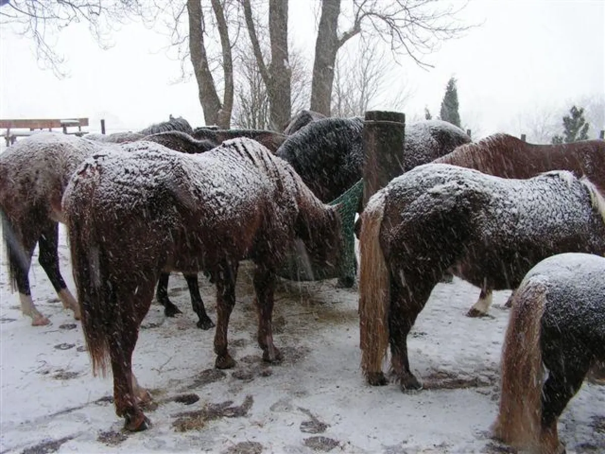 Artgerechte Haltung für Pferde - fordert die EPA u.a.
