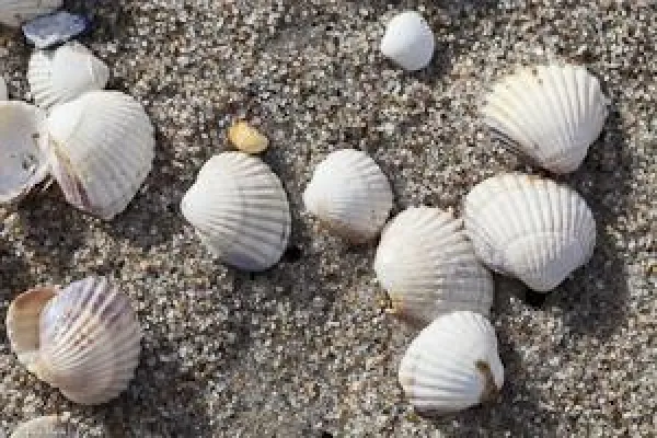 Bild: Fotowoche Sylt Landschafts- und Makrofotografie pur vom 21. - 28.04.2013