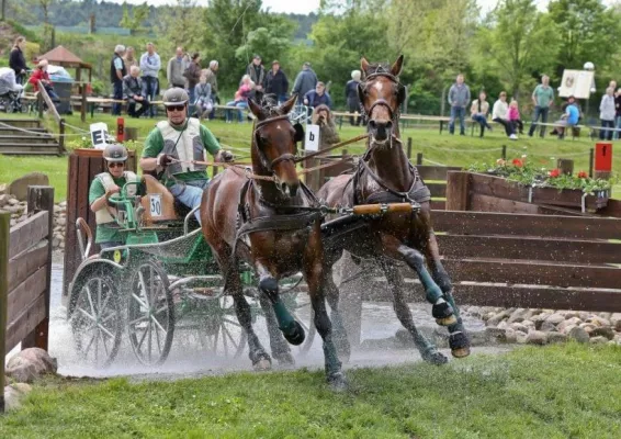 Bild: Schildau: Deutsche Meisterschaften der Zweispänner Ponys und Pferde