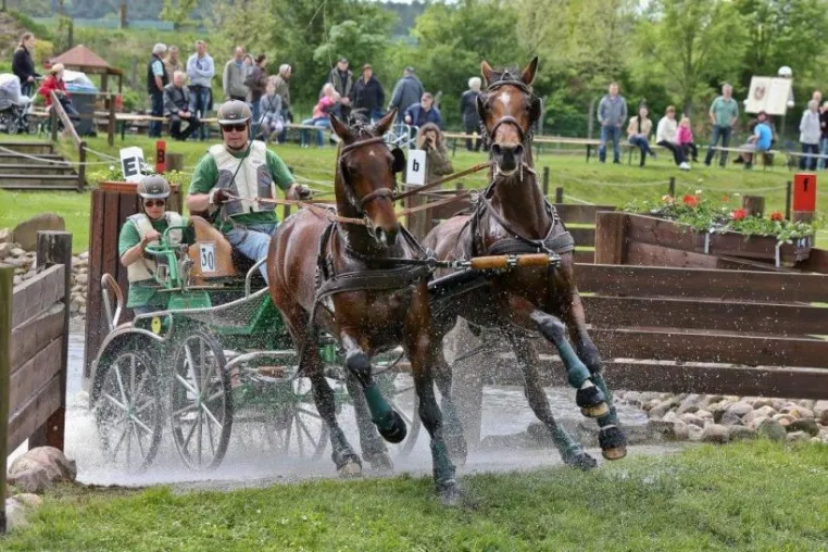 Schildau: Deutsche Meisterschaften der Zweispänner Ponys und Pferde Bild: Schildau: Deutsche Meisterschaften der Zweispänner Ponys und Pferde