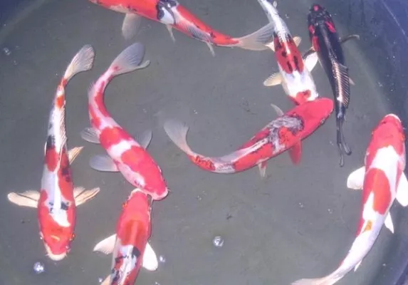 Bild: Sonderangebote bei Teichfilter,Teichpumpe und Co.Fischzucht Müller lädt zu Sonderangebotstagen ein