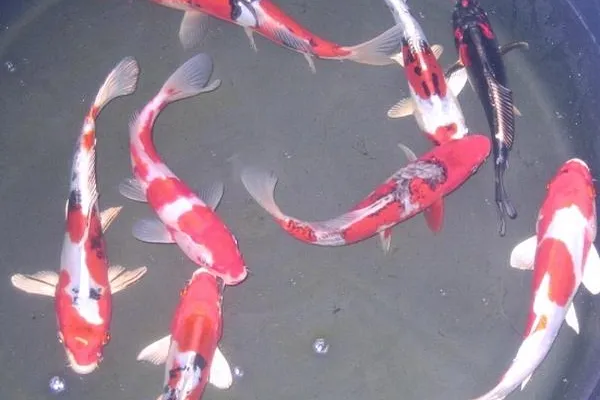 Bild: Sonderangebote bei Teichfilter,Teichpumpe und Co.Fischzucht Müller lädt zu Sonderangebotstagen ein