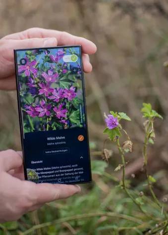 Bild: Pflanzen als Umweltsensoren:  Citizen-Science-Daten zeigen den Einfluss von Urbanisierung auf Klima und Böden
