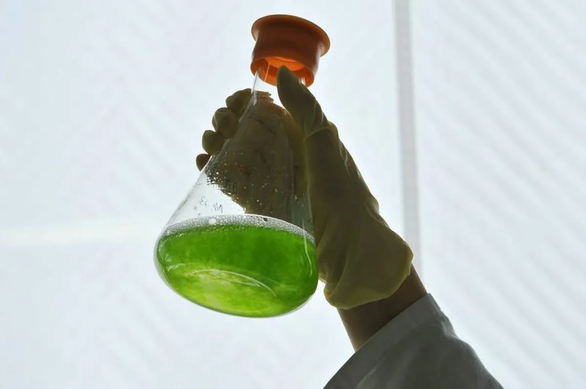 Moss cells in an Erlenmeyer-flask. Photo: Sigrid Gombert (Freiburg)  ()