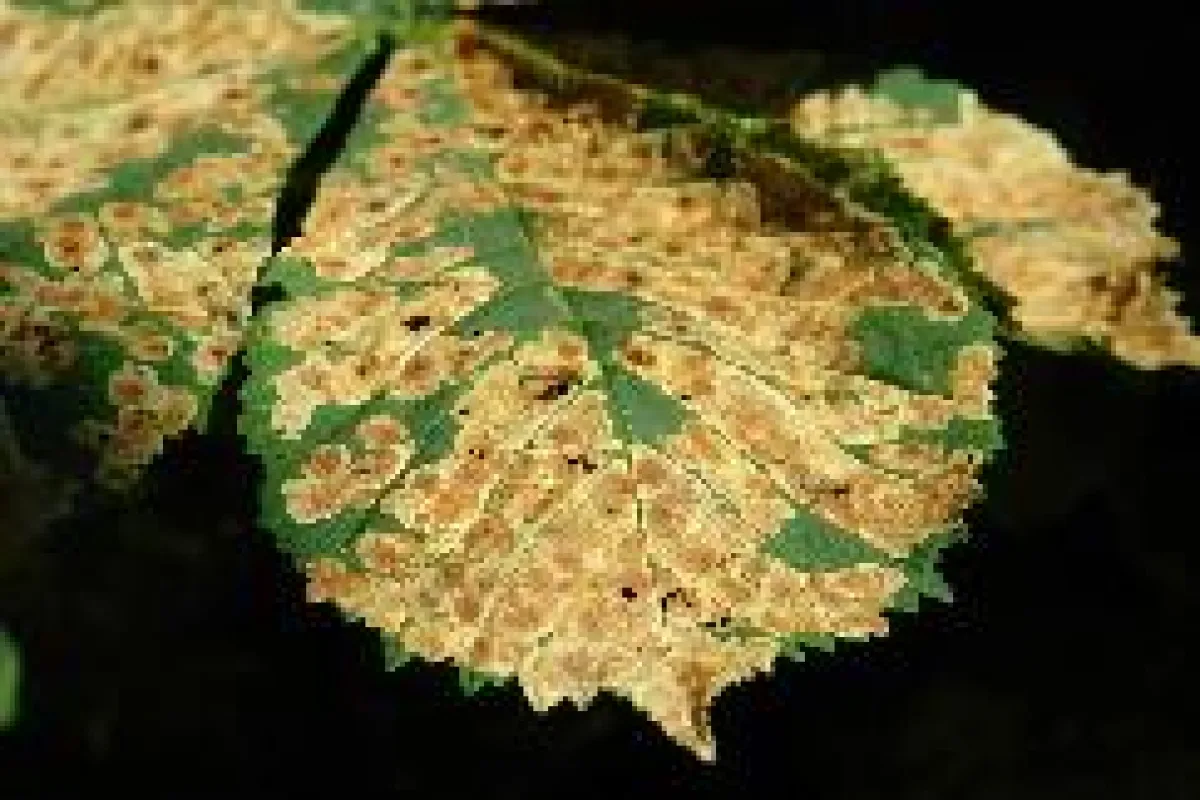 Von zahllosen Mottenlarven miniertes Blatt. Eine so stark befallene Kastanie ist stark geschwächt und wird in der Folge leicht von Krankheitserregern befallen.