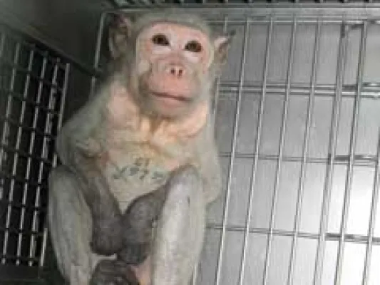 Nun auch Undercover-Aufnahmen aus Covance USA Bild: Nun auch Undercover-Aufnahmen aus Covance USA