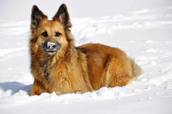 Bild: Tierkrankenversicherung PetCare der Helvetia noch umfangreicher