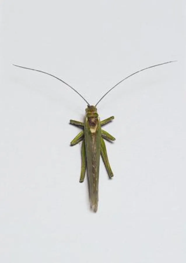 Grashüpfer mit Fühlern aus Menschenhaar Fotograf: Klaus Weber © VG Bild-Kunst, Bonn 2012