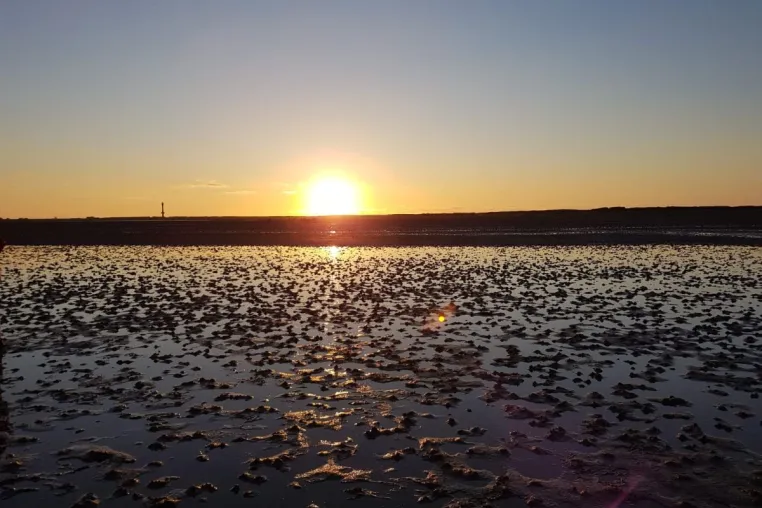 Nordsee TourismusReport 2024 startet Gäste-Befragung Bild: Nordsee TourismusReport 2024 startet Gäste-Befragung