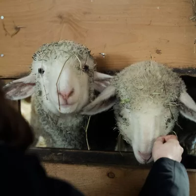 Bild: Emotionale Tierbefreiung: Zwei Lämmer aus Schlachthof gerettet! - Patenschaften dringend gesucht