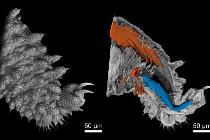 Bild: Neues Nano-CT-Gerät liefert hochauflösende Aufnahmen von winzigem Stummelfüßer-Bein