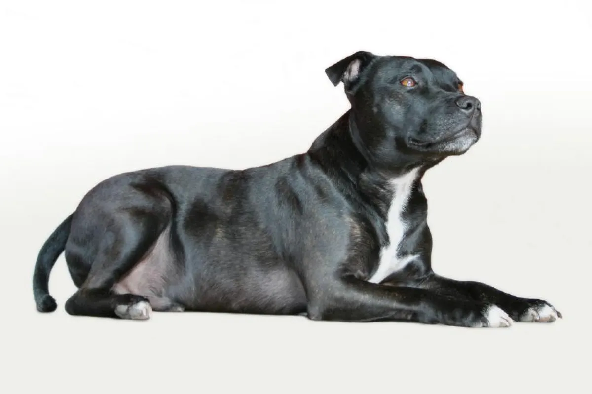 Staffordshire Terrier