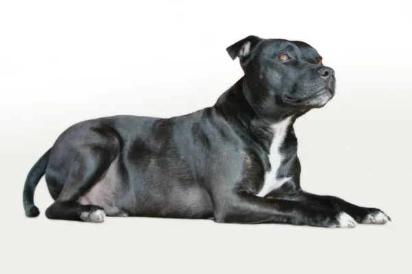 Bild: Neue Hundeverordnung in Niedersachsen 2011