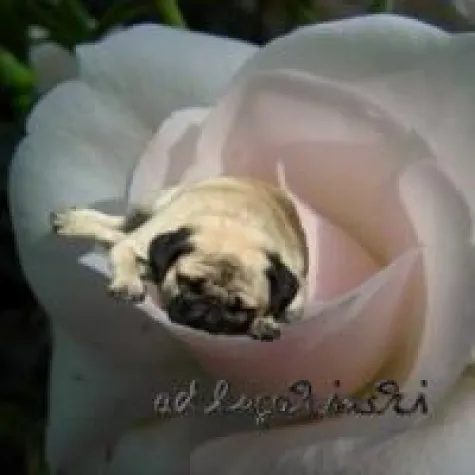 Bild: „Rosenkavalier“ in Stuttgart – Musik, Kostüme, Bühne erstklassig