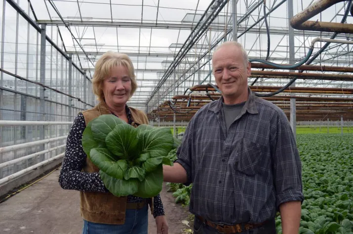 Bild: Trendgemüse Bio-Pak Choi: Nature & More freut sich über drei neue Bio-Erzeuger