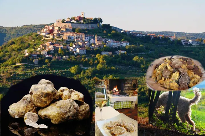 Bild: Den weißen Trüffeln auf der Spur in Istrien