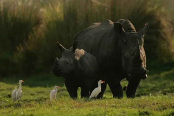 Bild: Neu bei segara Kommunikation: „Zeros for Rhinos“