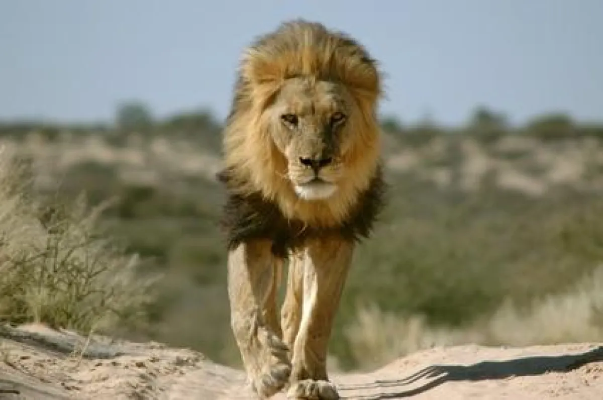 Der Sicherheitsaspekt wird von Microsoft, dem Giganten der IT-Branche,  beim Microsoft Server 2008 ganz groß geschrieben.