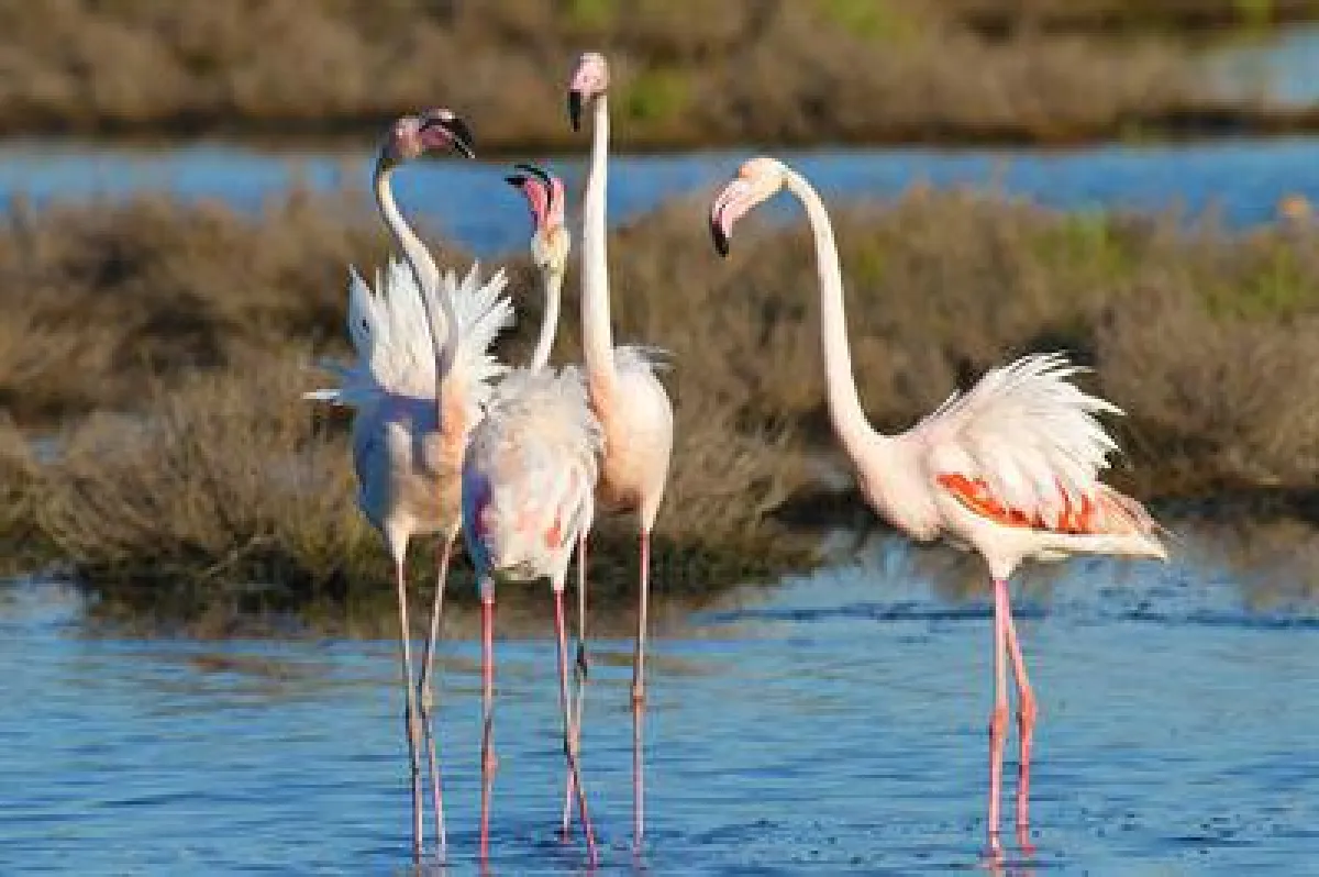 Flamingos, Parco Delta del Po © Roberto Maggioni