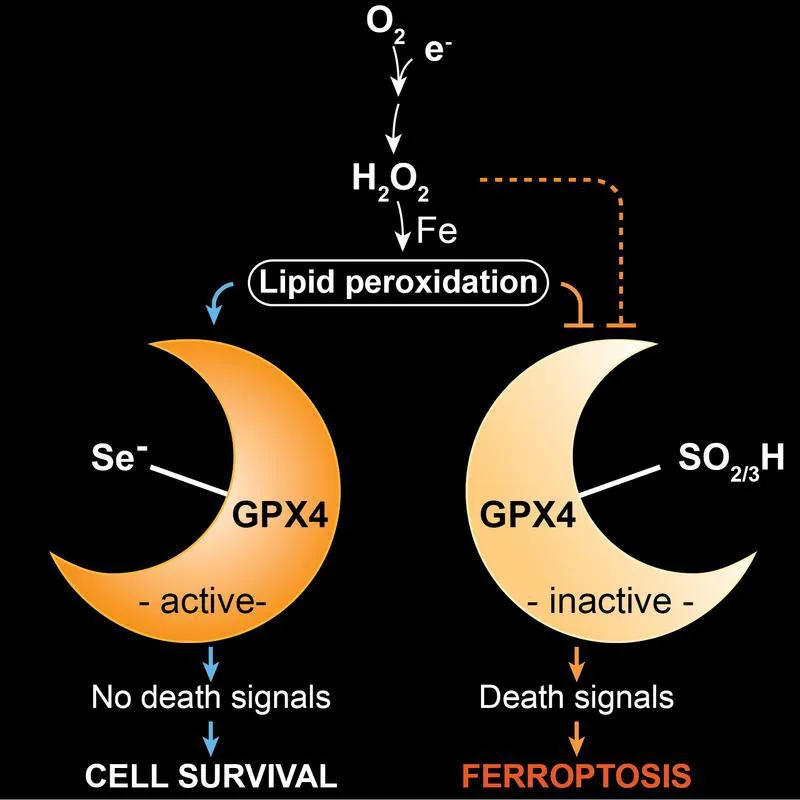 Zusammenfassung der Ergebnisse. (Quelle: Ingold et al., Cell, 2017 )