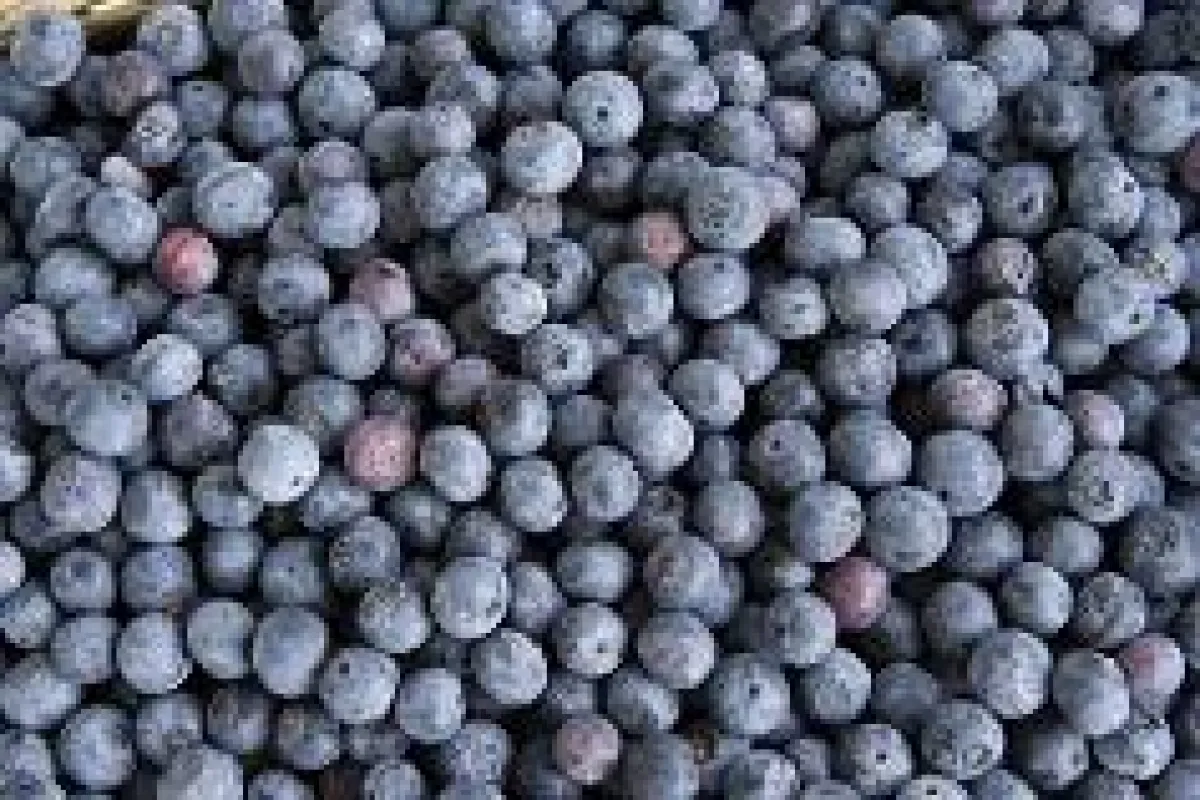 Heidelbeeren