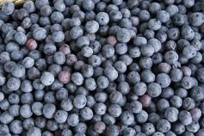 Bild: Der "Blaue Sommer" 2016 im Enztal