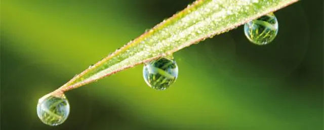 Bild: »BIOPS« durchsucht Ideenreservoir der Natur