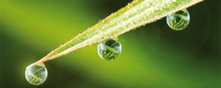 »BIOPS« durchsucht Ideenreservoir der Natur Bild: »BIOPS« durchsucht Ideenreservoir der Natur