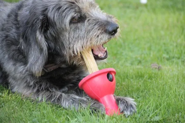 Bild: Nie wieder tragische Todesfälle durch verschluckte Kauknochen. Kausnack-Halter BONEGUARD® schützt.