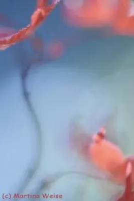 Bild: Fotodialoge-Fotokurs "Kreative Pflanzenfotografie" mit Martina Weise am 12./13.05.2012 in Köln