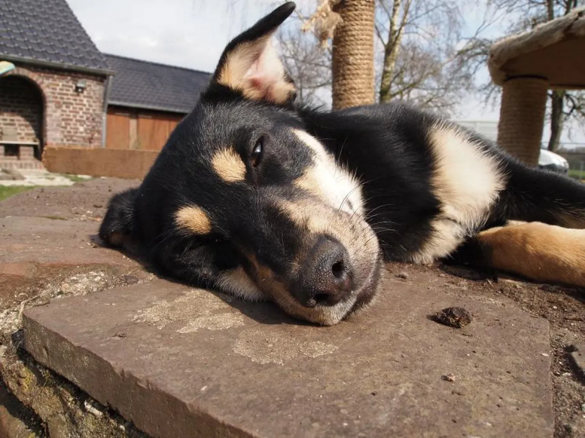 Grillreste sind für Hunde lebensbedrohlich