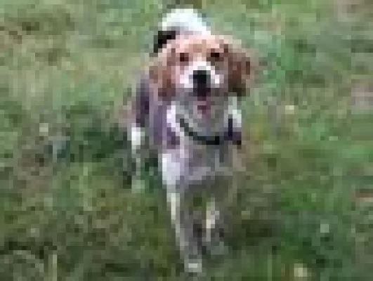 Bild: Krankenversicherung für den Hund