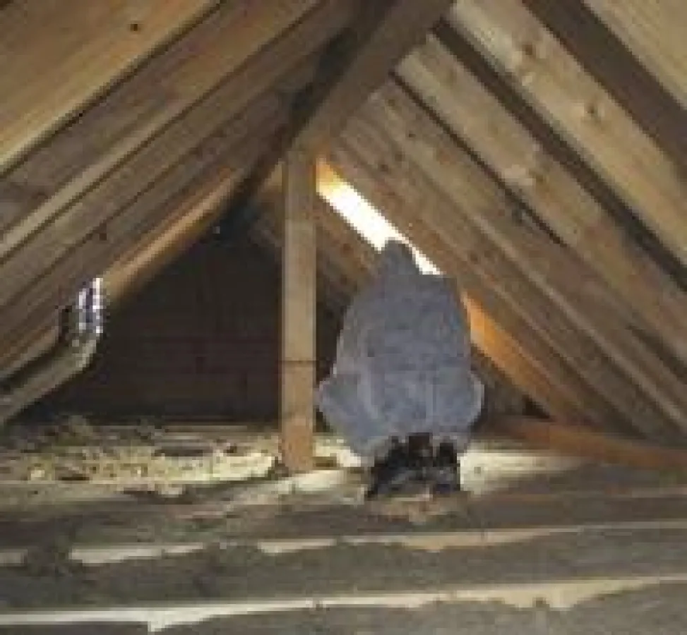 Schimmelpilz im Dachbodenbereich