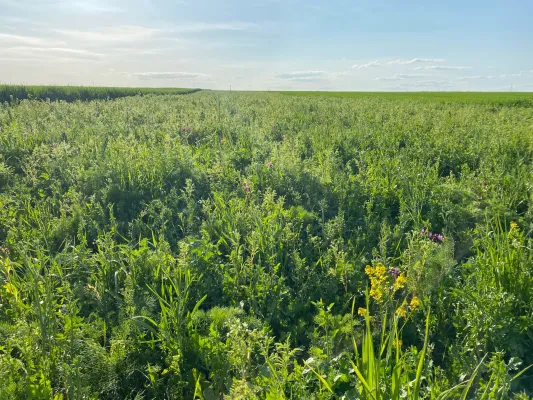 Bild: Studie in Sachsen zeigt: Warum Betriebe EU-Gelder für Umwelt- und Naturschutz nutzen – oder nicht