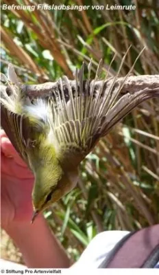 Bild: Larnaca, Republik Zypern - 3. Zwischenbericht: Aktuelle Ergebnisse Frühjahrs-Vogelschutzcamp Zypern