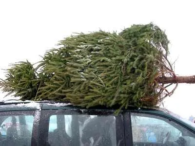 Bild: Weihnachtsbäume auf Autos richtig sichern!