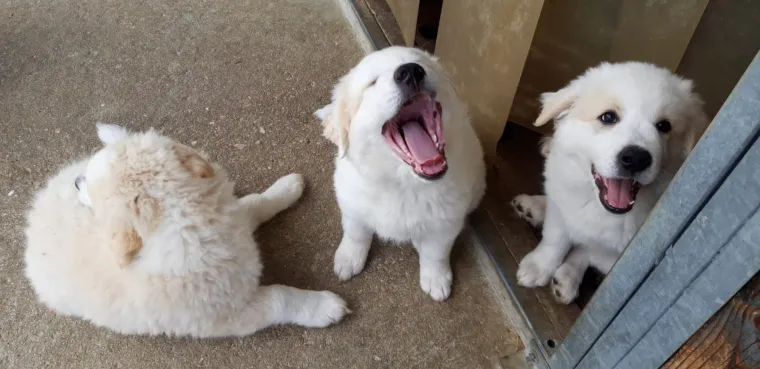 Head: Von Maremmanen und „Mogel-Labbies“ /Sub: Kein Hund für jedermann – der Maremmano-Abruzzese Bild: Head: Von Maremmanen und „Mogel-Labbies“ /Sub: Kein Hund für jedermann – der Maremmano-Abruzzese